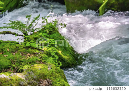 夏の奥入瀬渓流　阿修羅の流れ　青森県十和田市 116632320