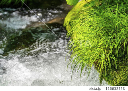 夏の奥入瀬渓流　阿修羅の流れ　青森県十和田市 116632338
