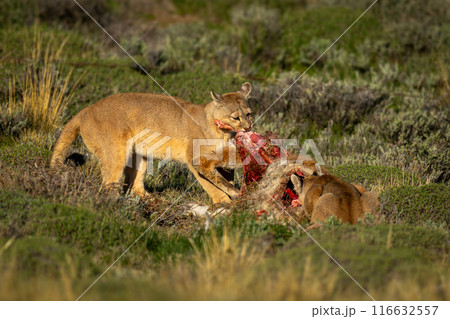 Two pumas feed on guanaco in sun 116632557