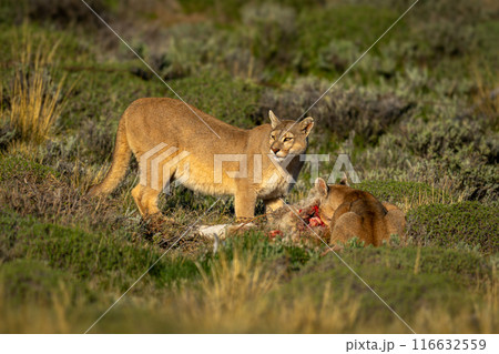 Two pumas feed on guanaco in sunshine 116632559