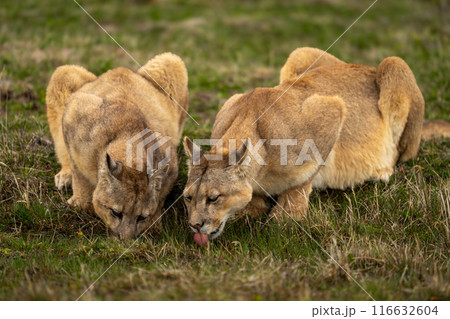 Two pumas lie drinking water from pond 116632604