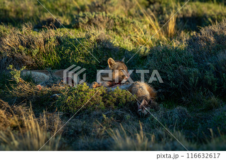Two pumas lie with kill in scrubland 116632617