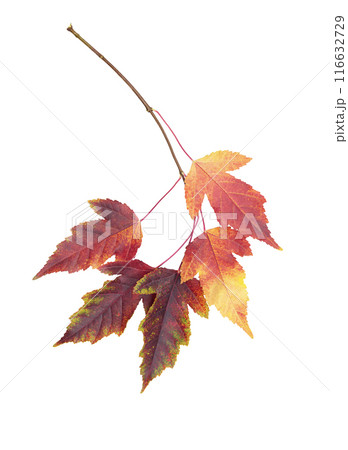 Autumn or summer leaves. Twig with red-yellow ash leaves on white isolated background. Design element 116632729