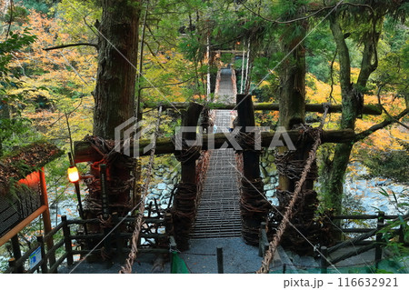 【徳島県】秋の紅葉した（祖谷のかずら橋） 116632921