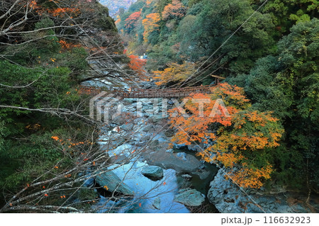 【徳島県】秋の紅葉した(祖谷のかずら橋) 【徳島県】秋の紅葉した(祖谷のかずら橋) 116632923