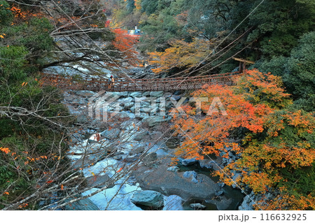 【徳島県】秋の紅葉した（祖谷のかずら橋） 116632925