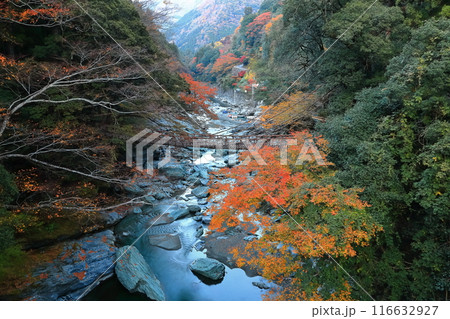 【徳島県】秋の紅葉した（祖谷のかずら橋） 116632927