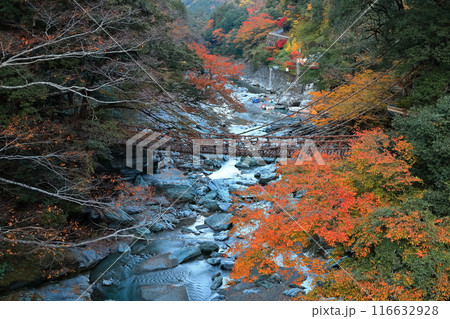 【徳島県】秋の紅葉した（祖谷のかずら橋） 116632928