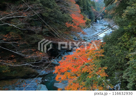 【徳島県】秋の紅葉した(祖谷のかずら橋) 【徳島県】秋の紅葉した(祖谷のかずら橋) 116632930