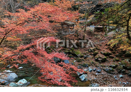 【徳島県】早朝の紅葉した二重かずら橋（奥祖谷） 116632934
