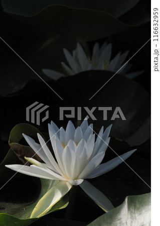 水面に浮かぶ睡蓮の花 116632959