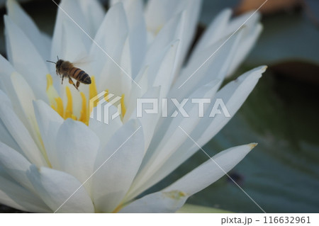 睡蓮の花に止まるミツバチ 116632961