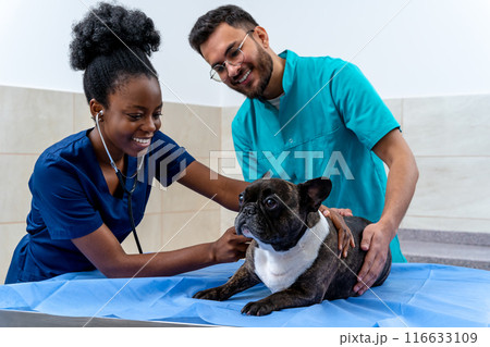 Dog being examined by veterinarians in a veterinary clinic Dog being examined by veterinarians in a veterinary clinic 116633109