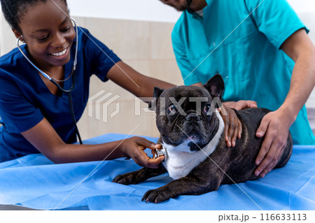 Dog being examined by veterinarians in a veterinary clinic 116633113