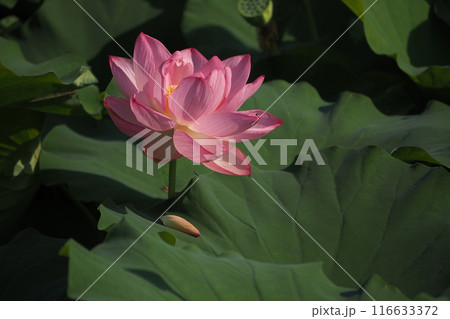 蓮の花のある風景 蓮の花のある風景 116633372