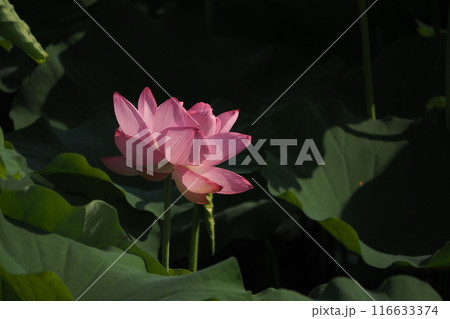 蓮の花のある風景 蓮の花のある風景 116633374