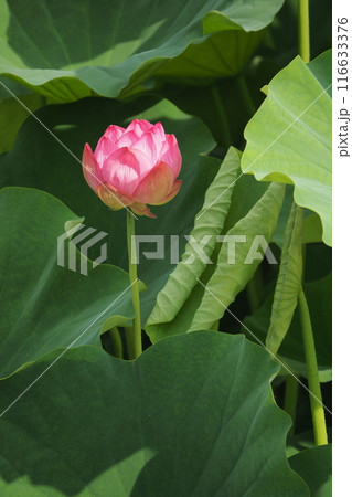 開花した蓮の蕾 開花した蓮の蕾 116633376