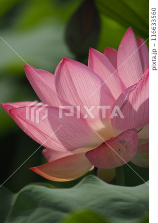 美しい蓮の花 116633560