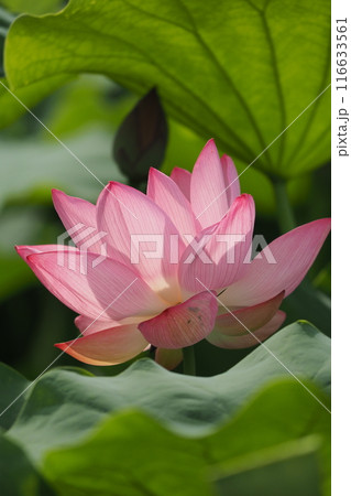蓮の花のある風景 蓮の花のある風景 116633561