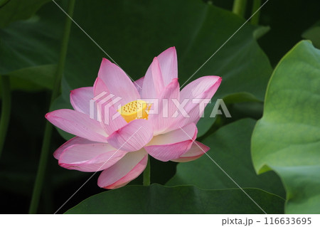 蓮の花 116633695