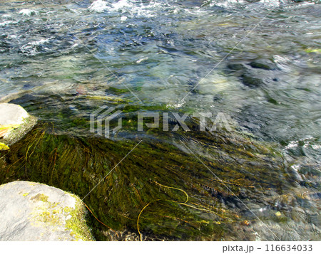 清流に生える水草 清流に生える水草 116634033