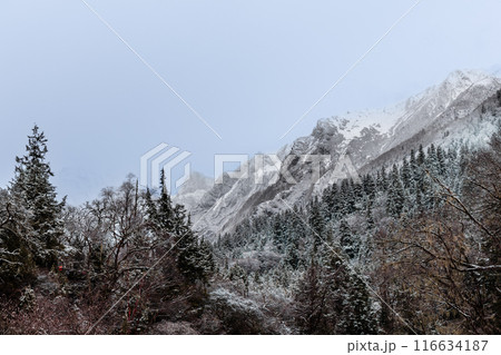 Misty view of snowy mountain ranges in Changping valley of Siguniangshan National Park Sichuan China in early spring. Misty view of snowy mountain ranges in Changping valley of Siguniangshan National Park Sichuan China in early spring. 116634187
