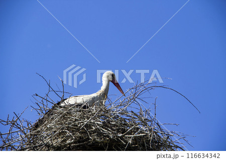 Stork on nest against blue sky. White stork living in village in Ukraine. The Nest of stork in the wild nature. Stork on nest against blue sky. White stork living in village in Ukraine. The Nest of stork in the wild nature. 116634342