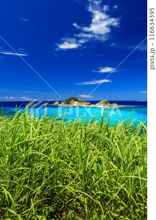 沖縄　慶良間諸島　渡嘉敷島の風景　青い海とサトウキビ 116634395