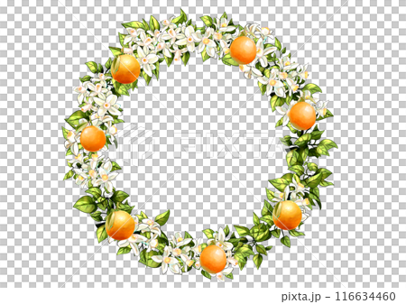 Orange circle Orange circle 116634460