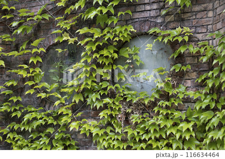 Green wild grape leaves covered the walls of the old building with a window 116634464