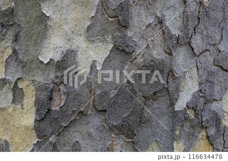 Natural pattern from the old wood tree bark. Beautiful texture of the bark against background. Natural pattern from the old wood tree bark. Beautiful texture of the bark against background. 116634478