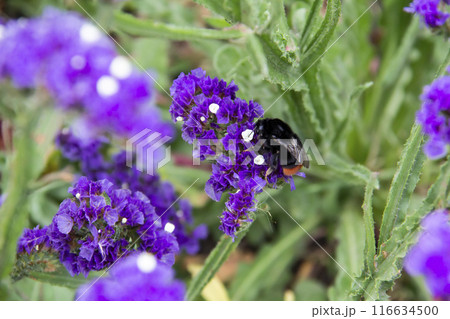 Beautiful flowers of Statice or Limonium sinuatum or Wavyleaf sea lavender.   Small flowers with white and violet color with bumblebee on them. 116634500