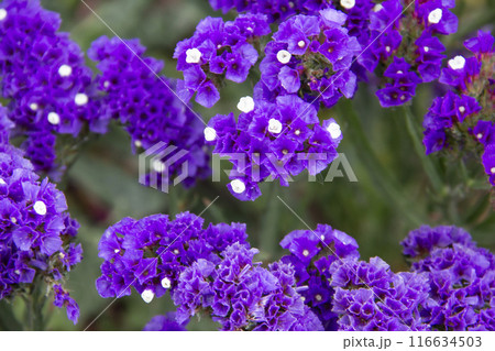 Beautiful flowers of Statice or Limonium sinuatum or Wavyleaf sea lavender. Small flowers with white and violet color. 116634503