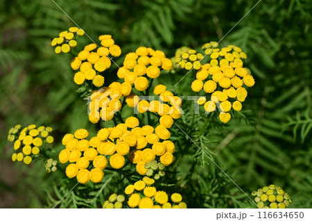 ヨモギギク(キク科)の多年草 ヨモギギク(キク科)の多年草 116634650