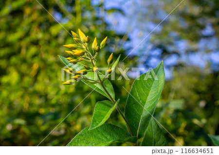 Lysimachia vulgaris flower, the garden loosestrife, yellow loosestrife, or garden yellow loosestrife, blooming in summer Lysimachia vulgaris flower, the garden loosestrife, yellow loosestrife, or garden yellow loosestrife, blooming in summer 116634651