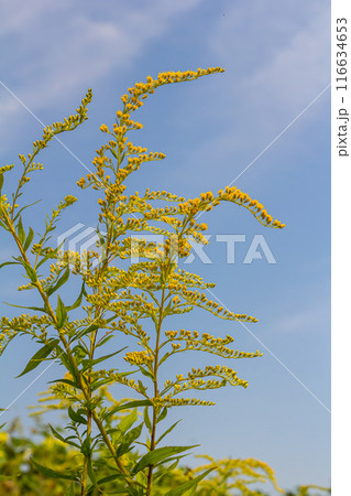 The wild flowers of Solidago altissima in autumn The wild flowers of Solidago altissima in autumn 116634653