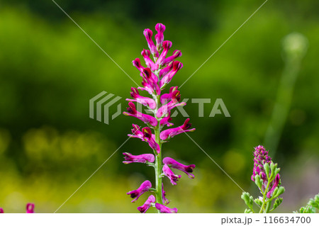 Fumaria officinalis, the common fumitory, drug fumitory or earth smoke, is a herbaceous annual flowering plant,healing for skin problems, blood purification Fumaria officinalis, the common fumitory, drug fumitory or earth smoke, is a herbaceous annual flowering plant,healing for skin problems, blood purification 116634700