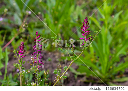 Fumaria officinalis, the common fumitory, drug fumitory or earth smoke, is a herbaceous annual flowering plant,healing for skin problems, blood purification Fumaria officinalis, the common fumitory, drug fumitory or earth smoke, is a herbaceous annual flowering plant,healing for skin problems, blood purification 116634702