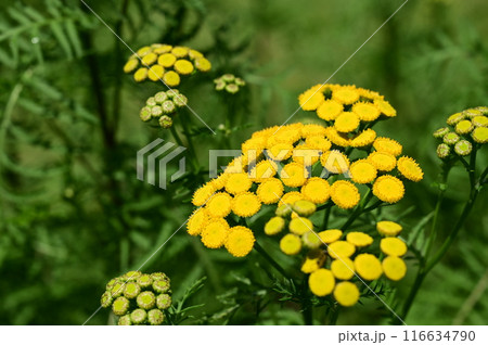 ヨモギギク（キク科）の多年草 116634790