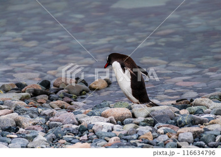 Gentoo Penguin colony on Cuverville island 116634796