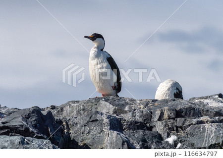 An Antarctic Shag at Mikkelsen Harbour An Antarctic Shag at Mikkelsen Harbour 116634797