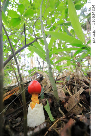 タマゴタケ 116634834