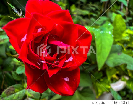 雨水を湛える真っ赤な薔薇の花 116634851