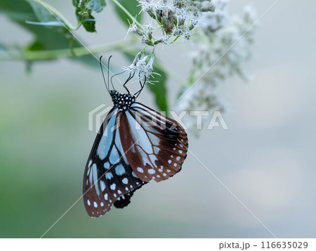 ヒヨドリバナにとまるアサギマダラ 116635029