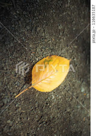 地面に散った黄色い葉 116635187