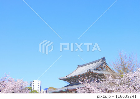 愛知県名古屋市、東別院本堂と桜の風景 愛知県名古屋市、東別院本堂と桜の風景 116635241