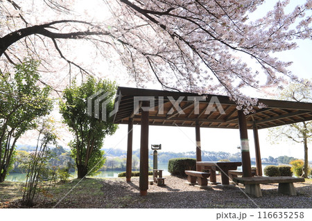 桜の愛宕山ふるさと公園 桜の愛宕山ふるさと公園 116635258