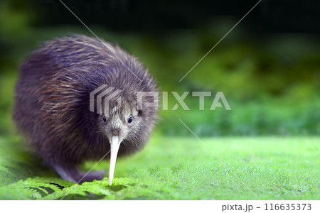 Kiwi is a bird standing among green ferns and grass Kiwi is a bird standing among green ferns and grass 116635373