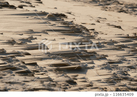 鳥取砂丘の風景 116635409