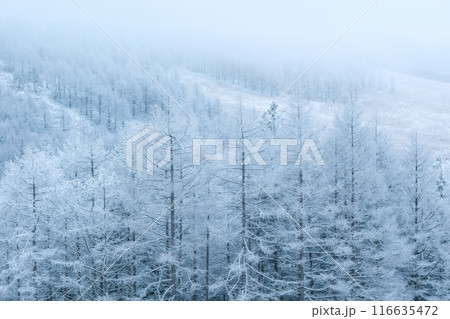 冬の霧ヶ峰 冬の霧ヶ峰 116635472